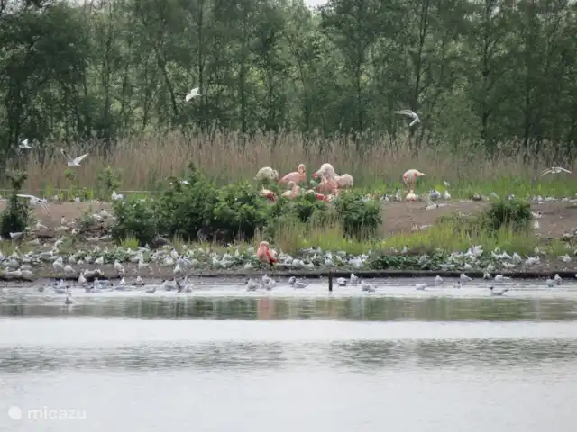 Het natuurgebied het Zwillbrocker Venn net over de Duitse grens bij Groenlo, waar u Flamingo's kunt kijken is zeker een bezoekje waard.